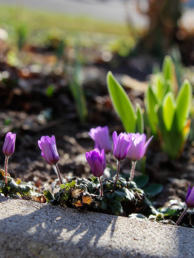 IMG_2237 grecian windflowers 3x4 IMG_2237 grecian windflowers 3x4