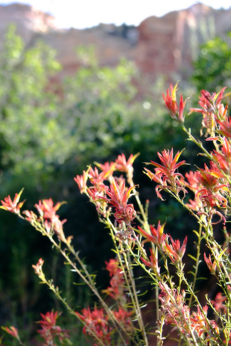 Calf creek falls wildflowers 4x6 Calf creek falls wildflowers 4x6