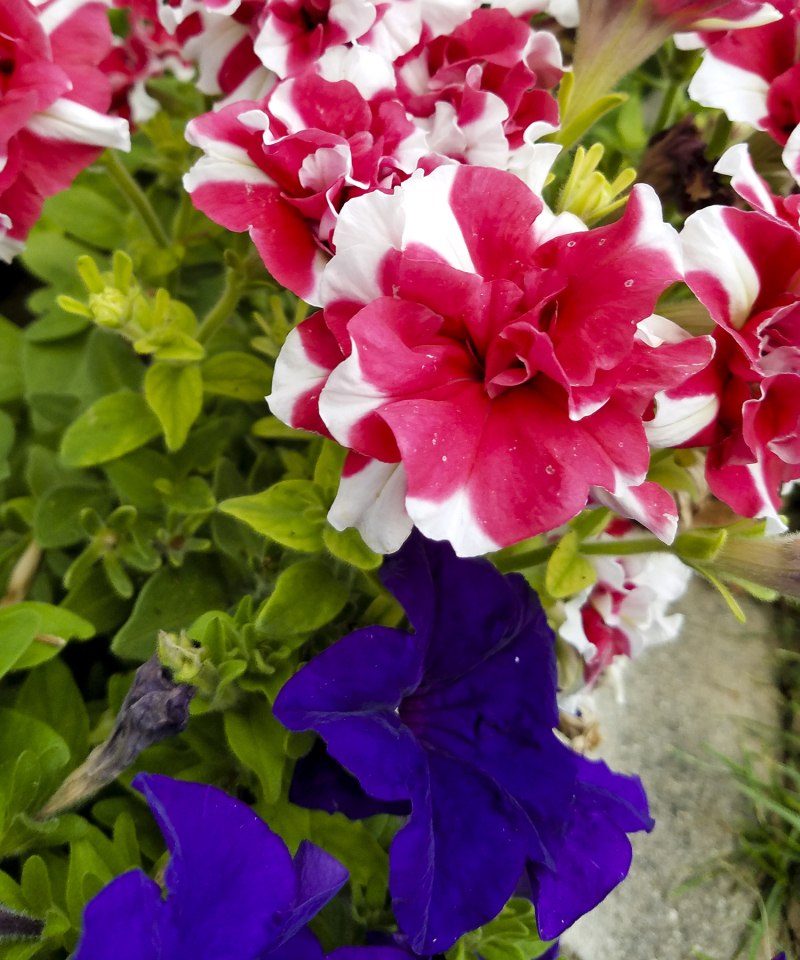 Petunias Petunias